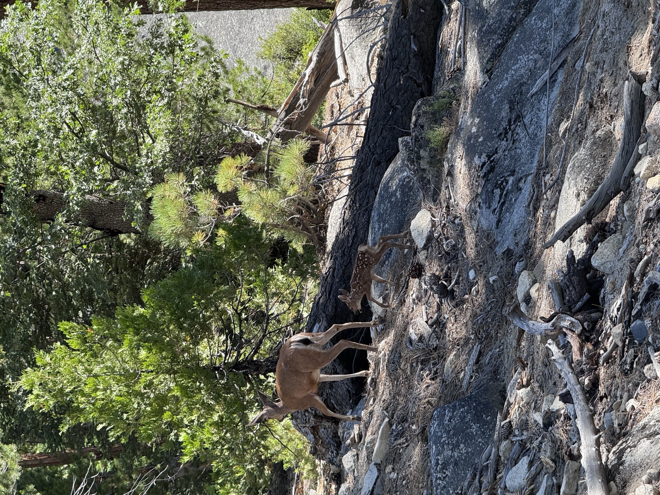 Half Dome travel photograph 7
